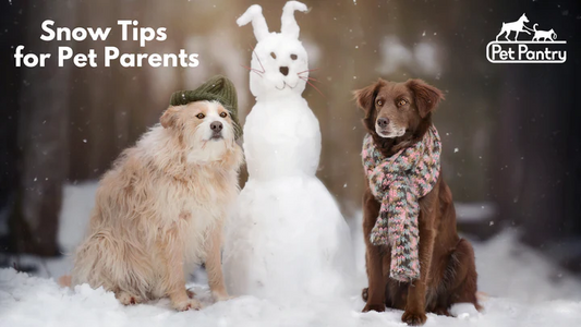 10 Essential Snow Tips for Pet Owners