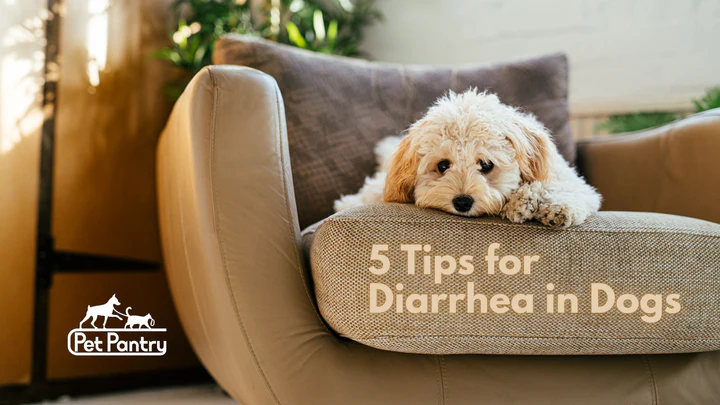 Top 5 Home Remedies for Dog Diarrhea